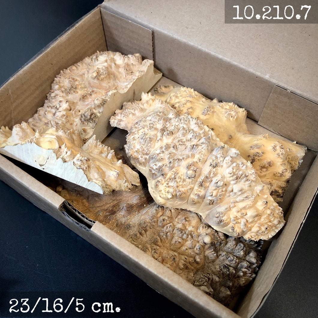 MAPLE BURL, Box Wood Hybrid Blocks for Stabilized and Epoxy Resin. France Stock