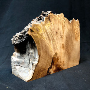 WALNUT BURL Wood Very Rare, Blank for woodworking, turning. #10.W.55